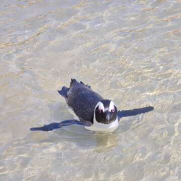 Image of African Penguin