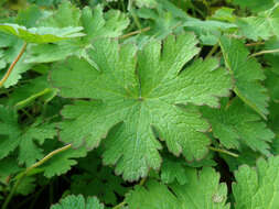 Image of Geranium albanum M. Bieb.