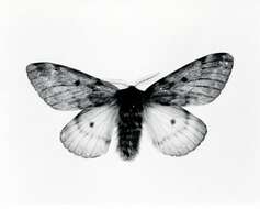 Image of Pandora Moth