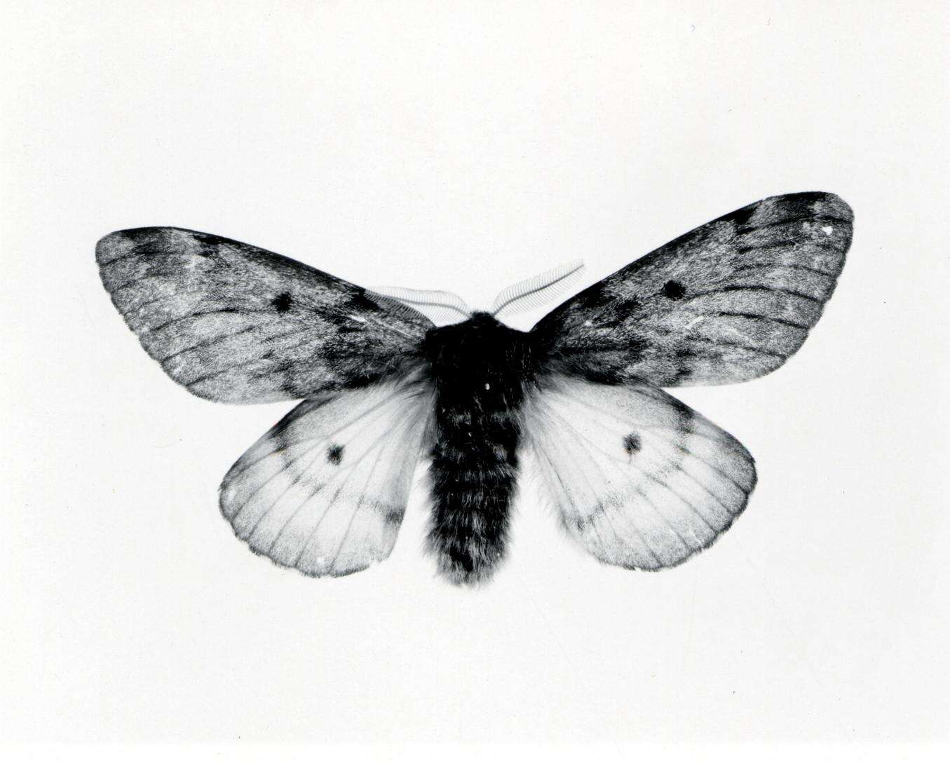 Image of Pandora Moth