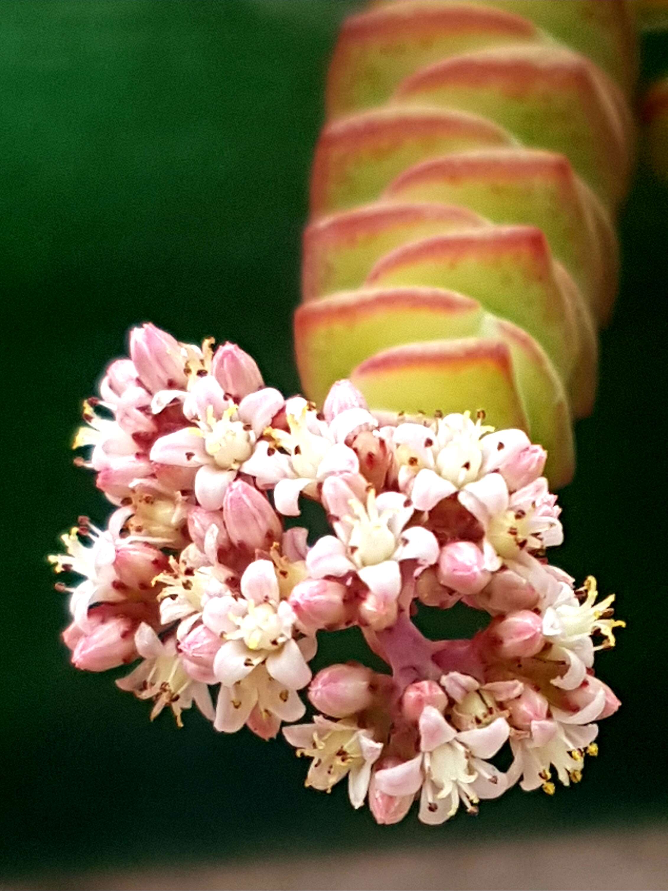 Image of Concertina plant