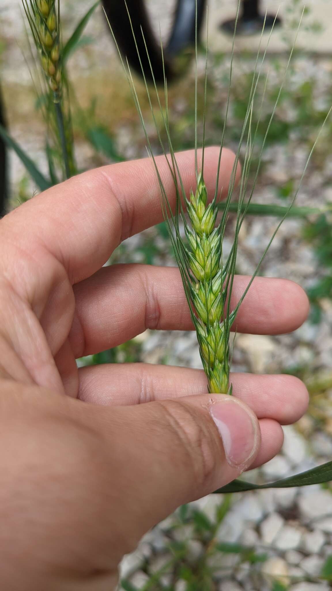 Imagem de Triticum aestivum L.