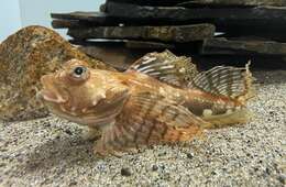 Image of Arctic Staghorn Sculpin