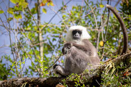 Image of Central Himalayan Langur