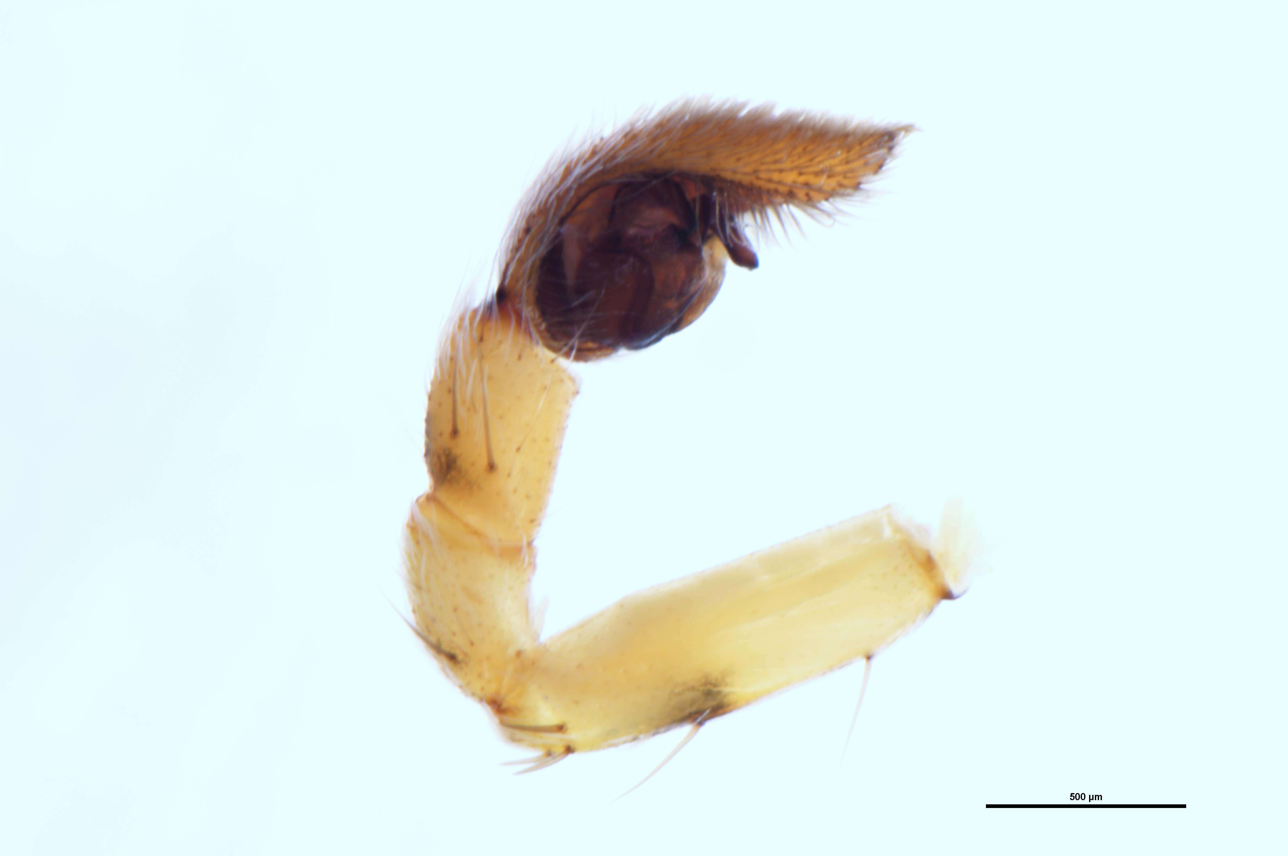 Image of Anoteropsis forsteri Vink 2002