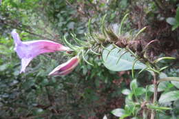 Strobilanthes integrifolius (Dalz.) Kuntze resmi