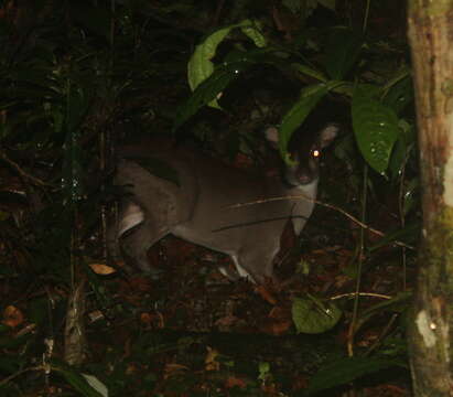 Image of Maxwell's Duiker