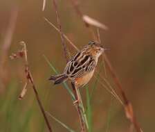 Image of Fan-tailed Cisticola