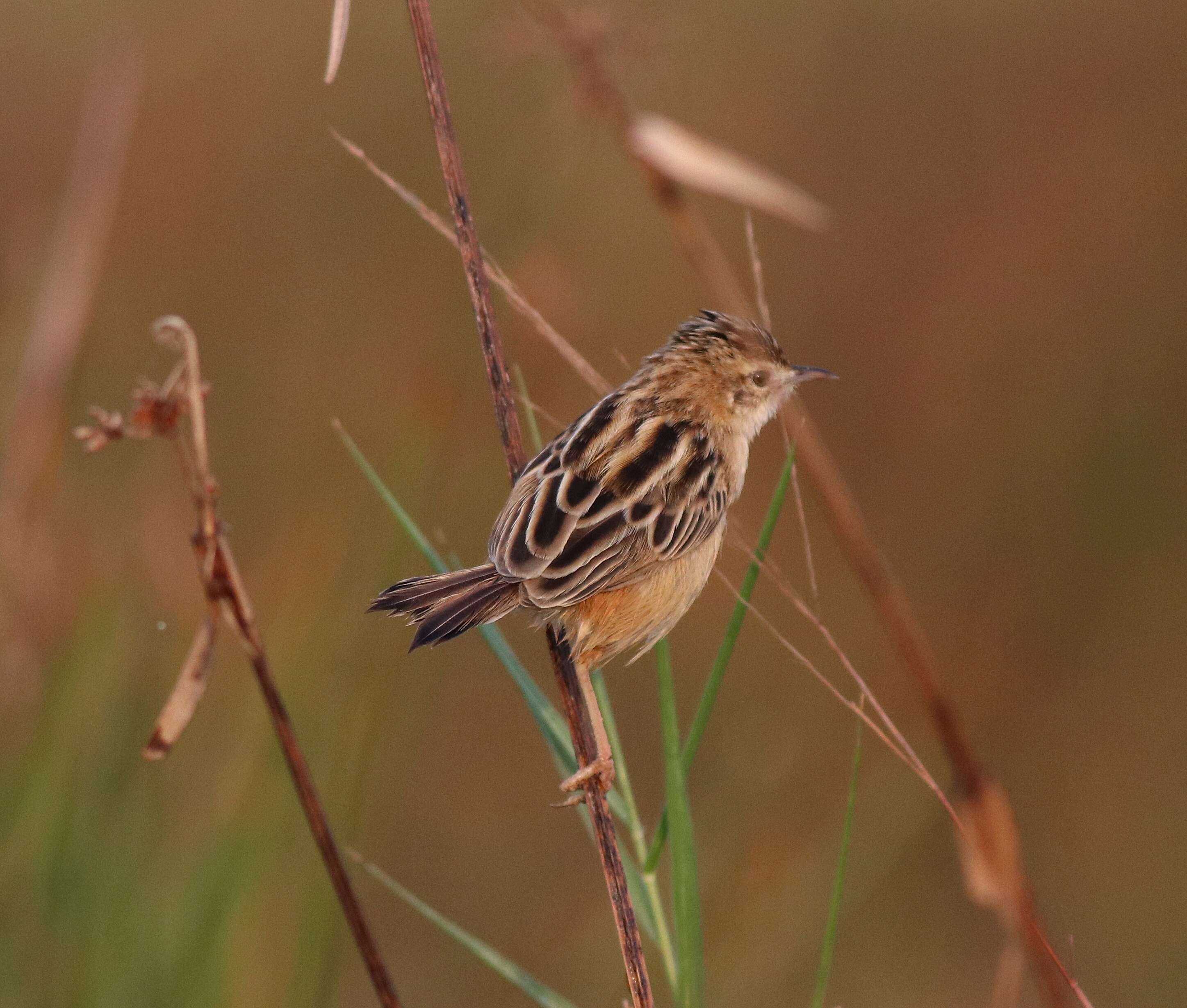 Image of Fan-tailed Cisticola