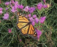 Image of woolly ironweed