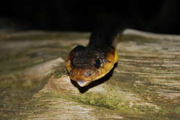 Image of Amazon False Fer-de-lance