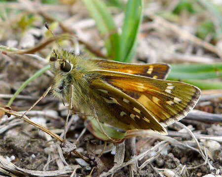 Image of Common Branded Skipper