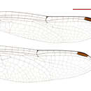 Huonia melvillensis Brown & Theischinger 1998 resmi