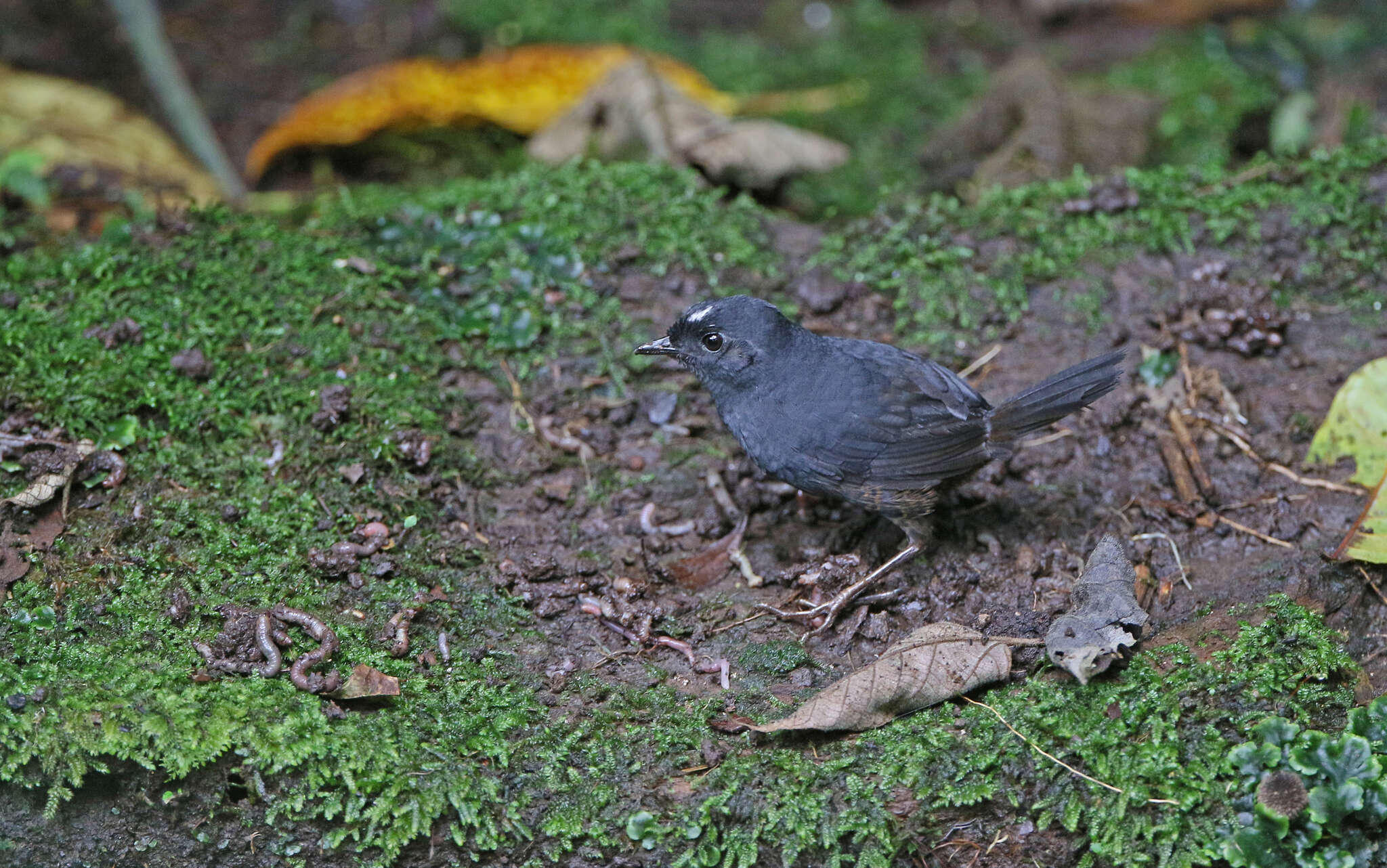 Image of Northern White-crowned Tapaculo