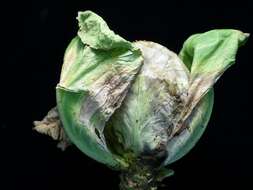 Image of white cabbage