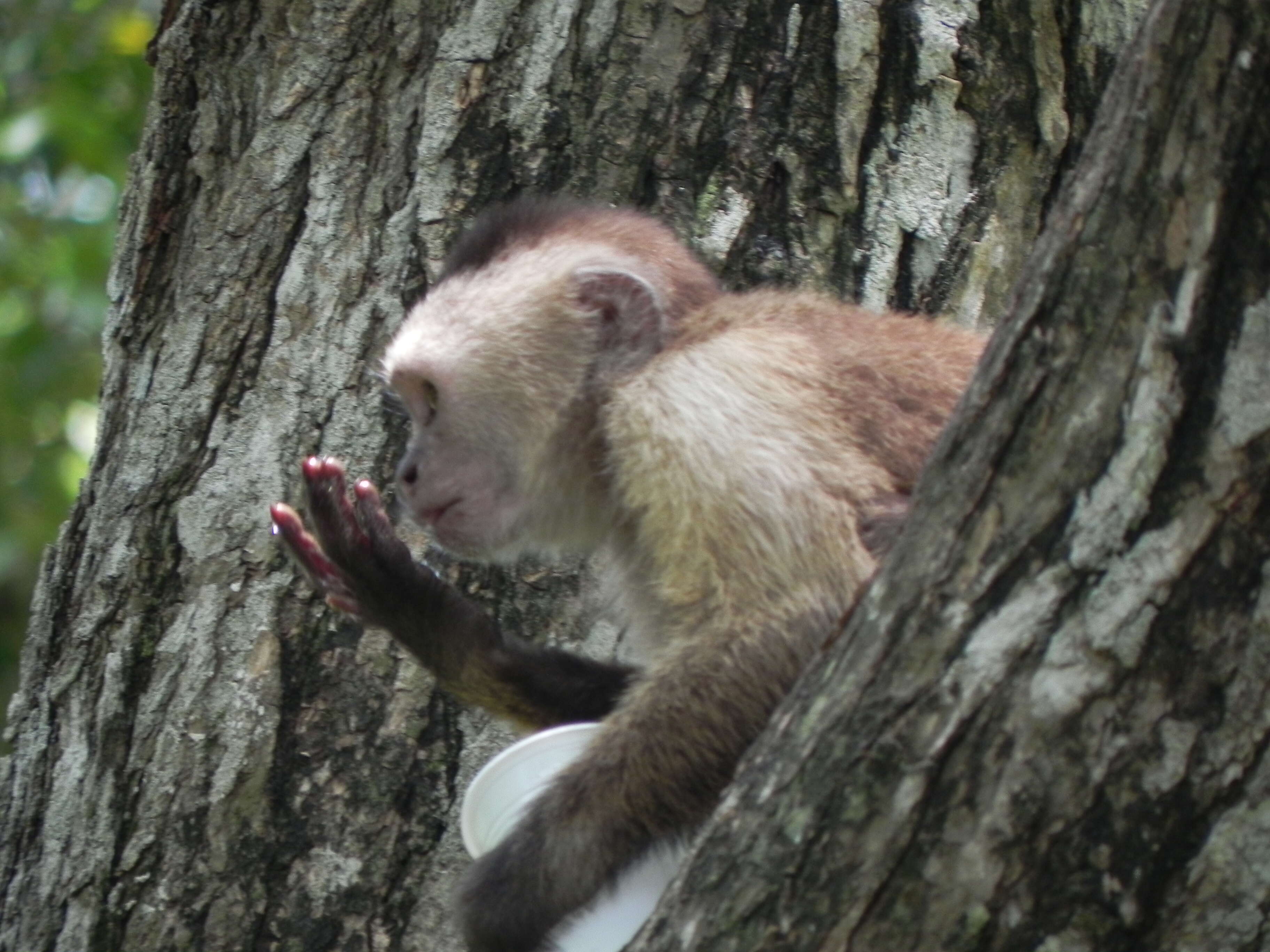 Image of Brown weeper capuchin