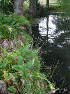 Image of Bald Cypress