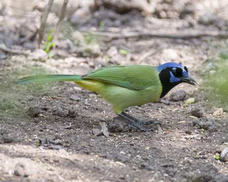 Image of Green Jay