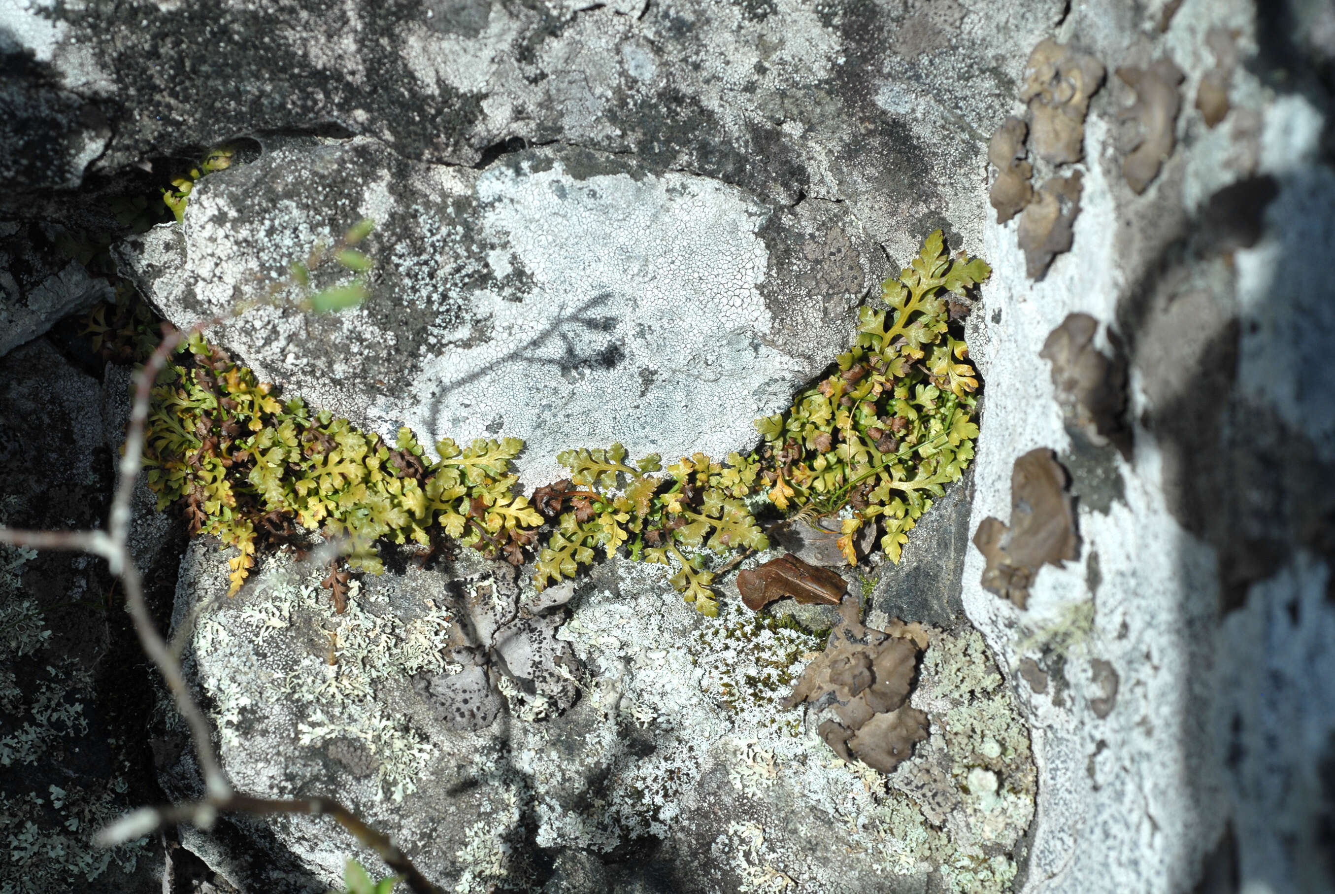 Image of mountain spleenwort