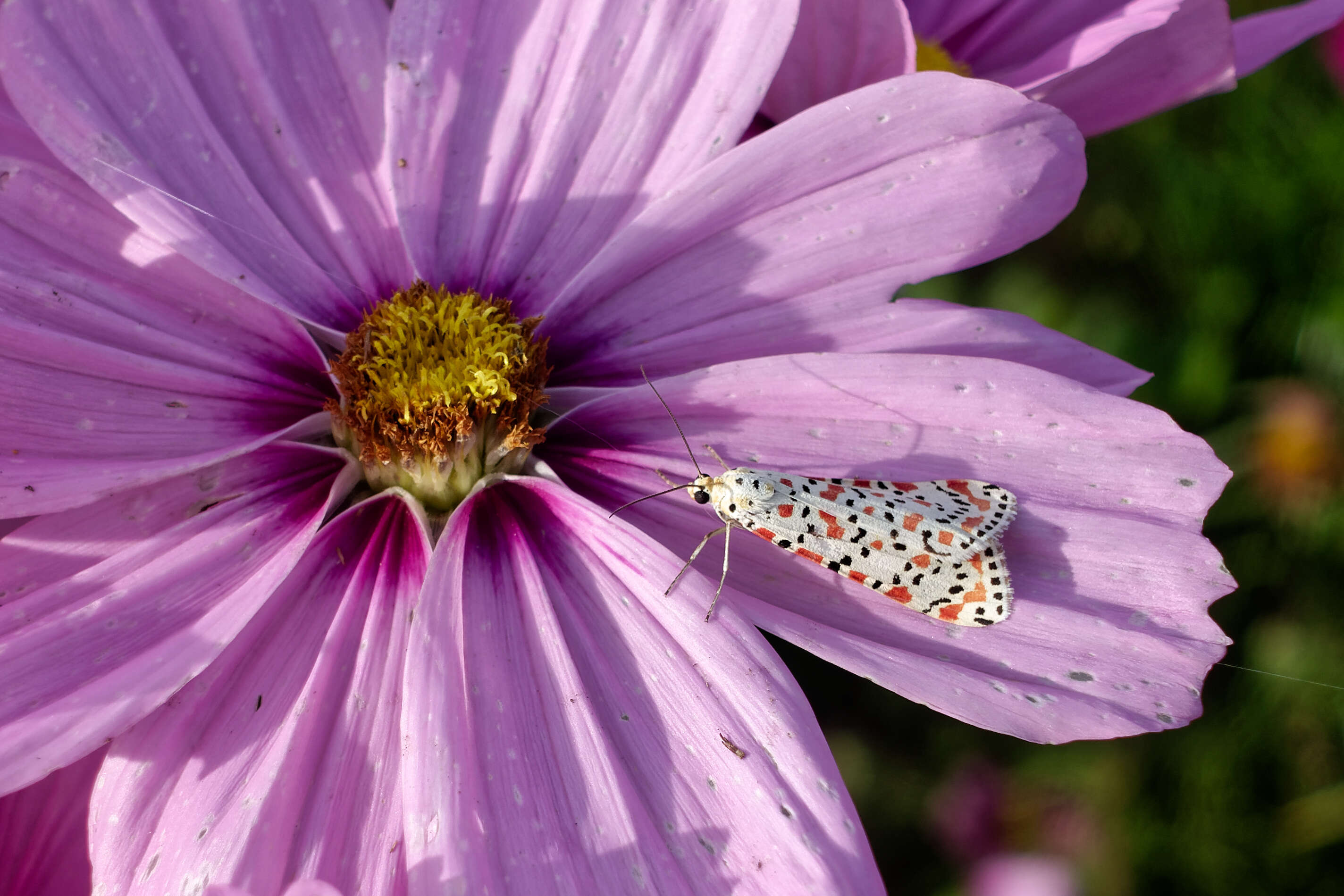 Image of crimson speckled