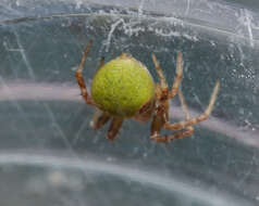 Image de Araneus detrimentosus (O. Pickard-Cambridge 1889)