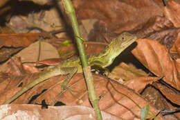 Image of Green Fan-throated lizard