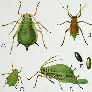 Image of Chaetosiphon (Pentatrichopus) fragaefolii (Cockerell & T. D. A. 1901)