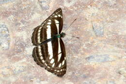 Image of Neptis clinia Moore 1872