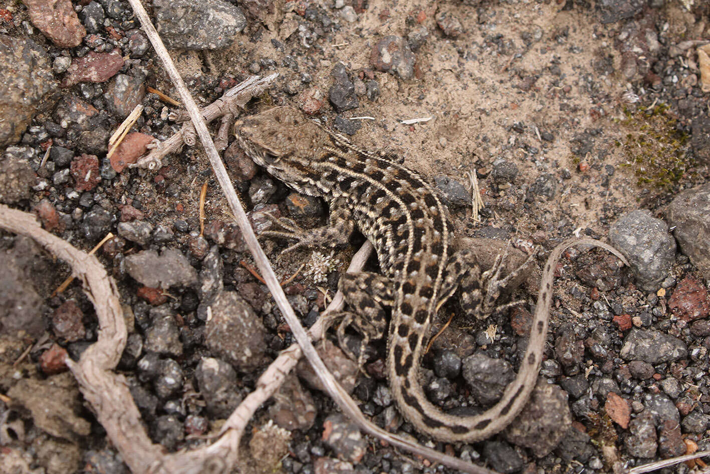 Imagem de Liolaemus lineomaculatus Boulenger 1885