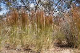 Image of Austrostipa nodosa (S. T. Blake) S. W. L. Jacobs & J. Everett