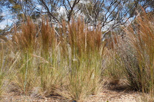 Image of Austrostipa nodosa (S. T. Blake) S. W. L. Jacobs & J. Everett