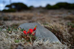 Image of Castilleja bella Standley