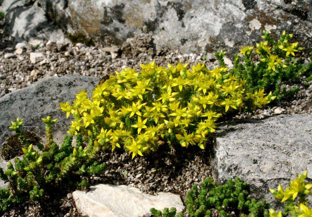 Image of Biting Stonecrop