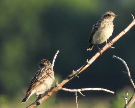 Image of Whinchat