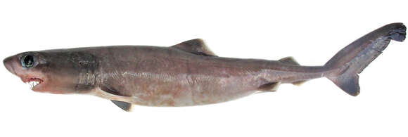 Image of Pseudocarcharias