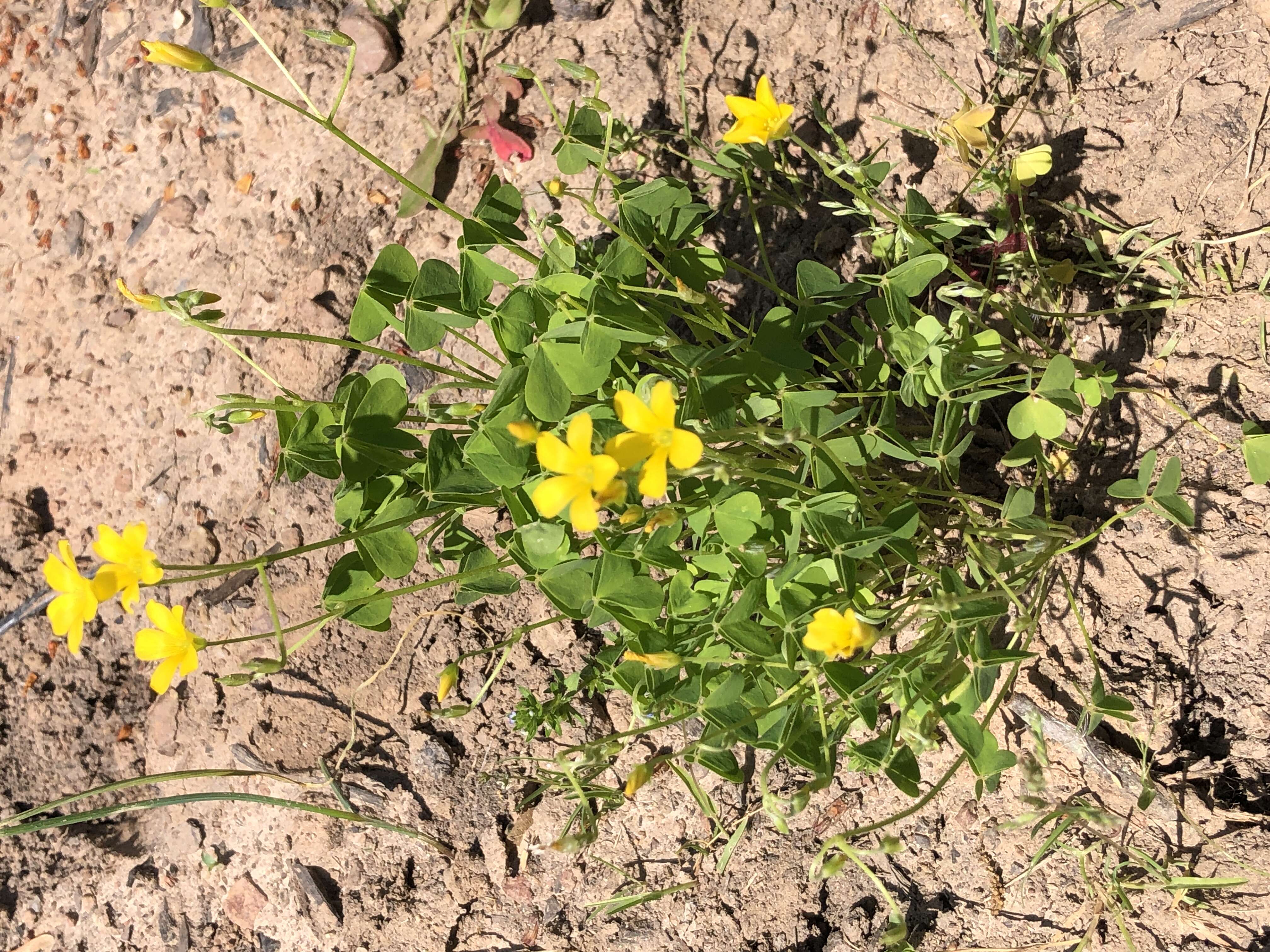 Imagem de Oxalis stricta