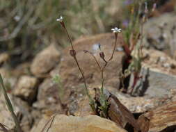 Image of Clokey's gilia