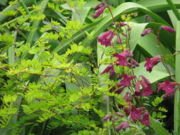 Image of Indigofera himalayensis Ali