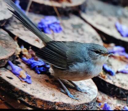 Image of Madagascar Brush-warbler