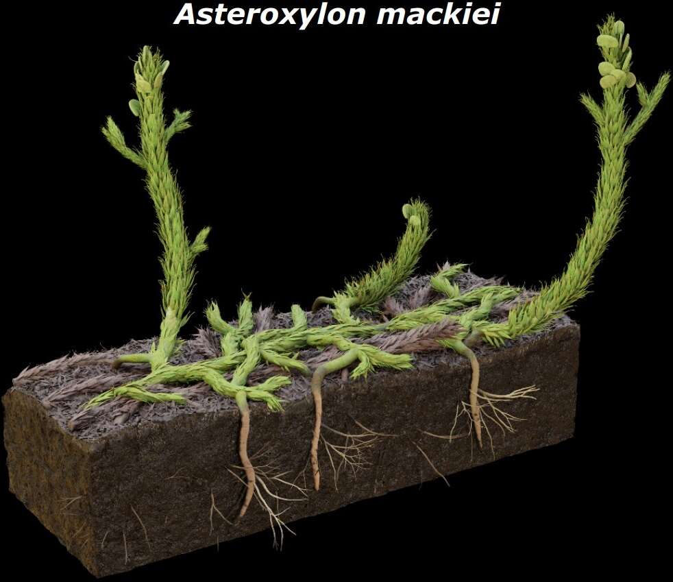 Image of Asteroxylon