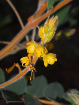 Image of Senna notabilis