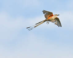 Image of Scissor-tailed Flycatcher