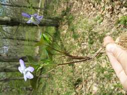 Image of common dog-violet