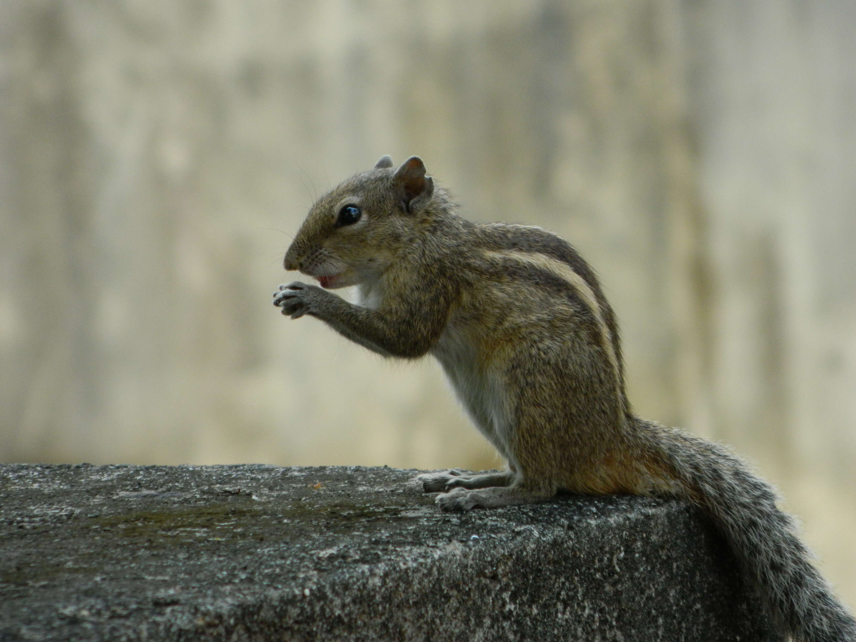 Image of Indian palm squirrel