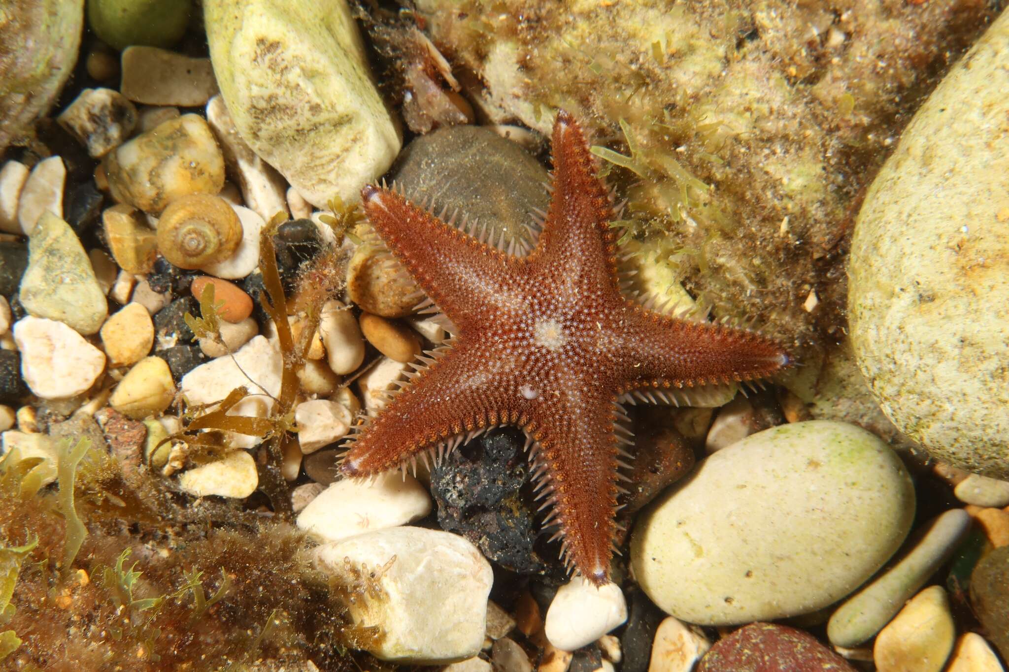 Image of Astropectinidae Gray 1840