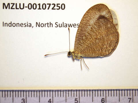 Image of Leptosia lignea (Snellen van Vollenhoven 1865)