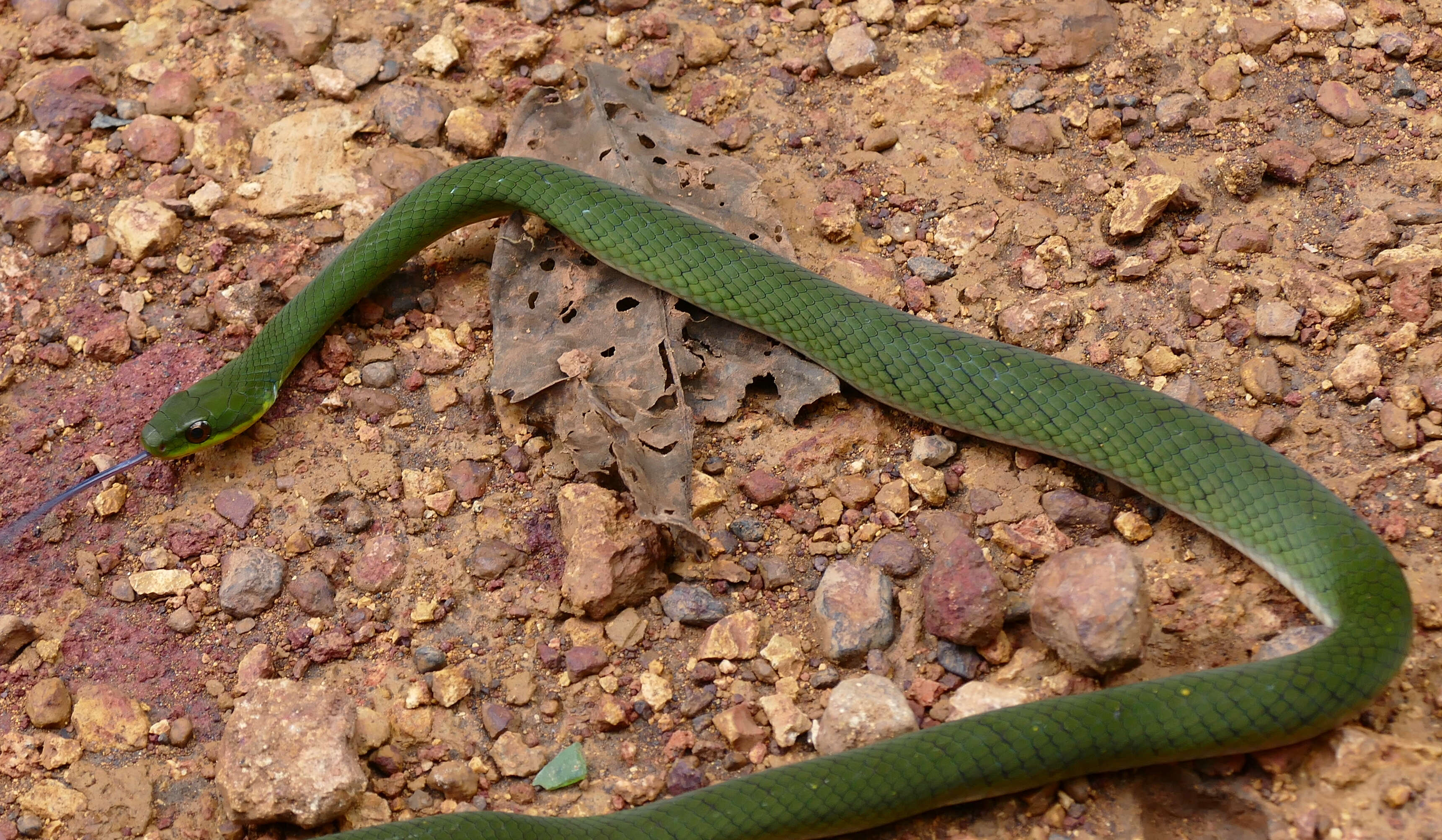 صورة Erythrolamprus typhlus (Linnaeus 1758)