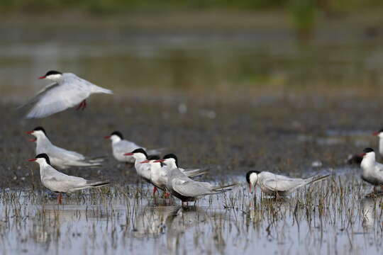 Image of Whiskered Tern