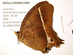 صورة Antirrhea philoctetes Linnaeus 1758