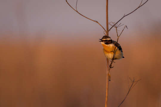 Image of Whinchat